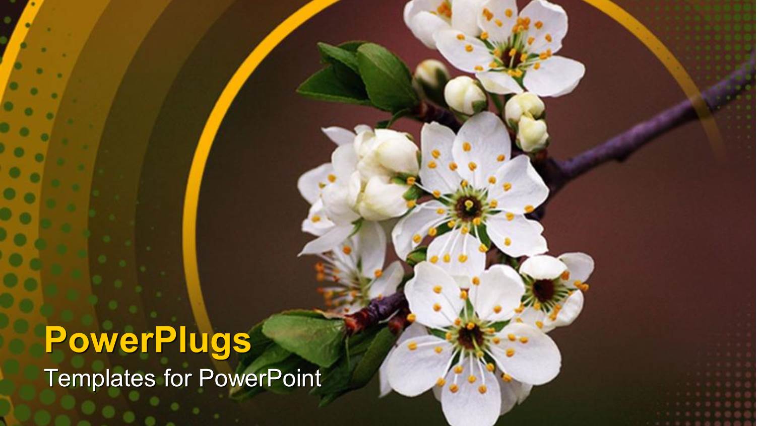 Branch of Tree with White Bunch of Flowers on it