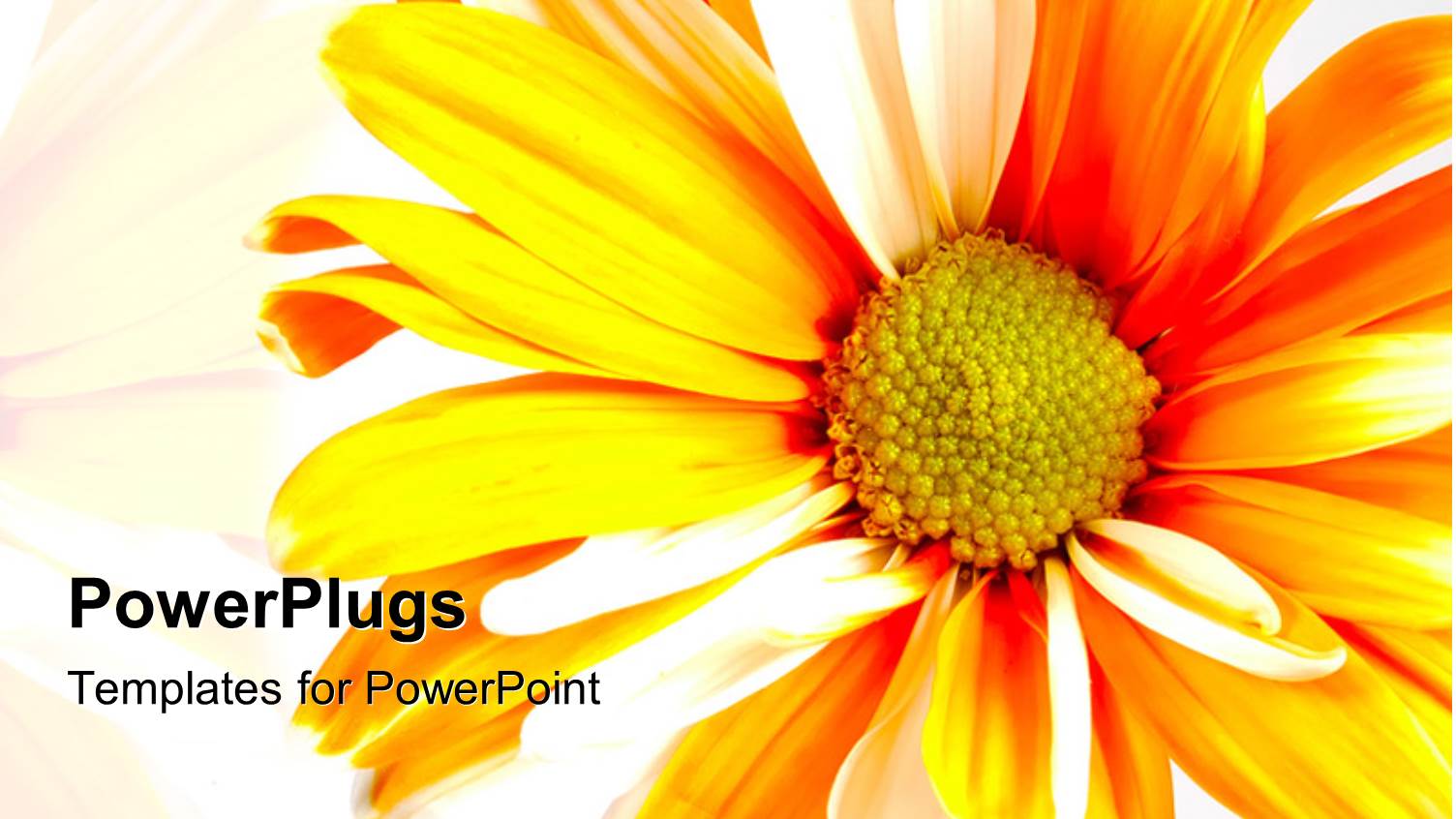 Bright Orange Sunflower Over White Background 