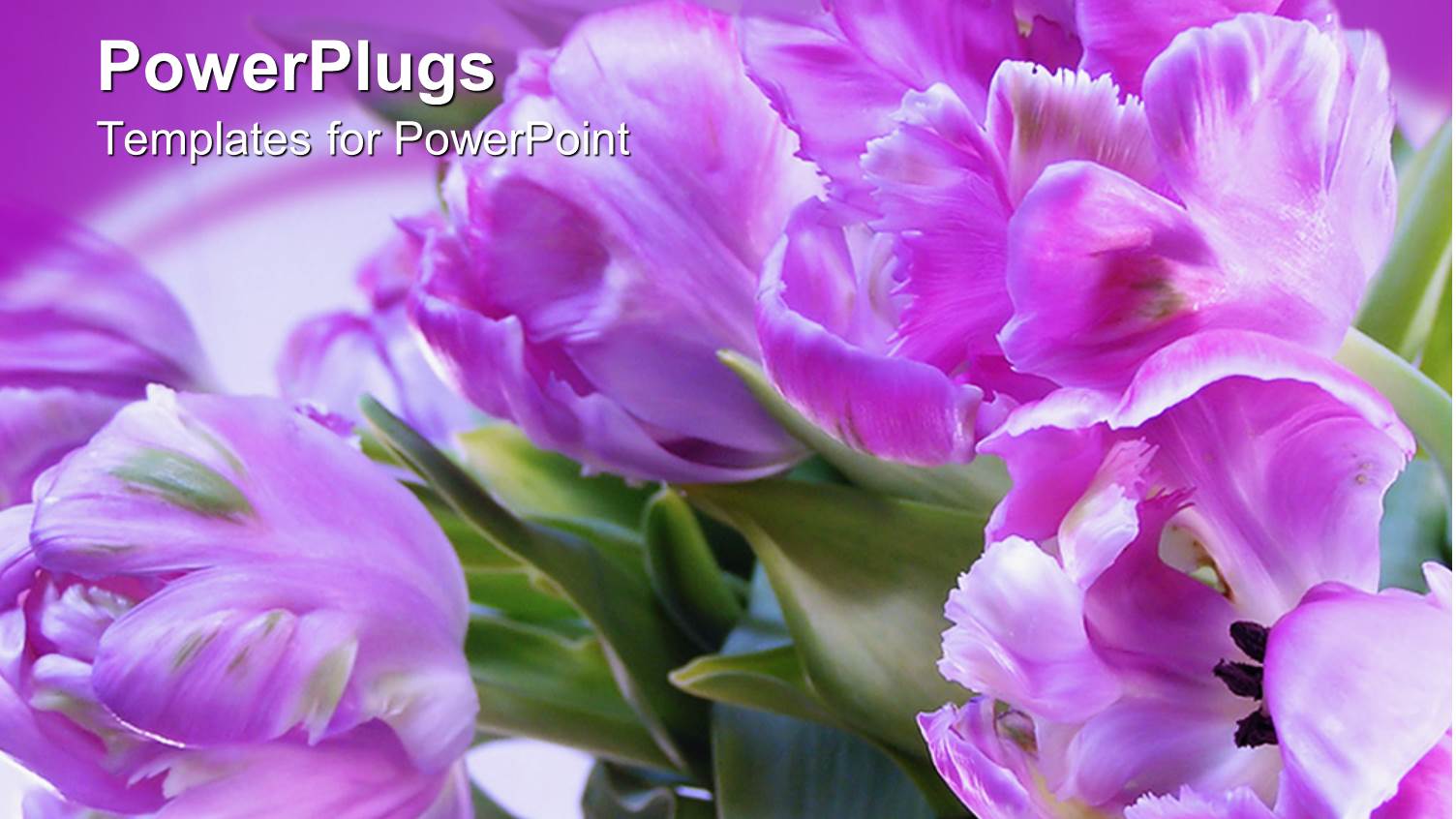 Bright Purple Colored Flowers in its Natural Green Habitat