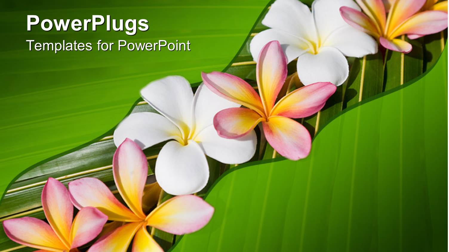 Bright White and Pink Flowers with Green Leaves on Green Background