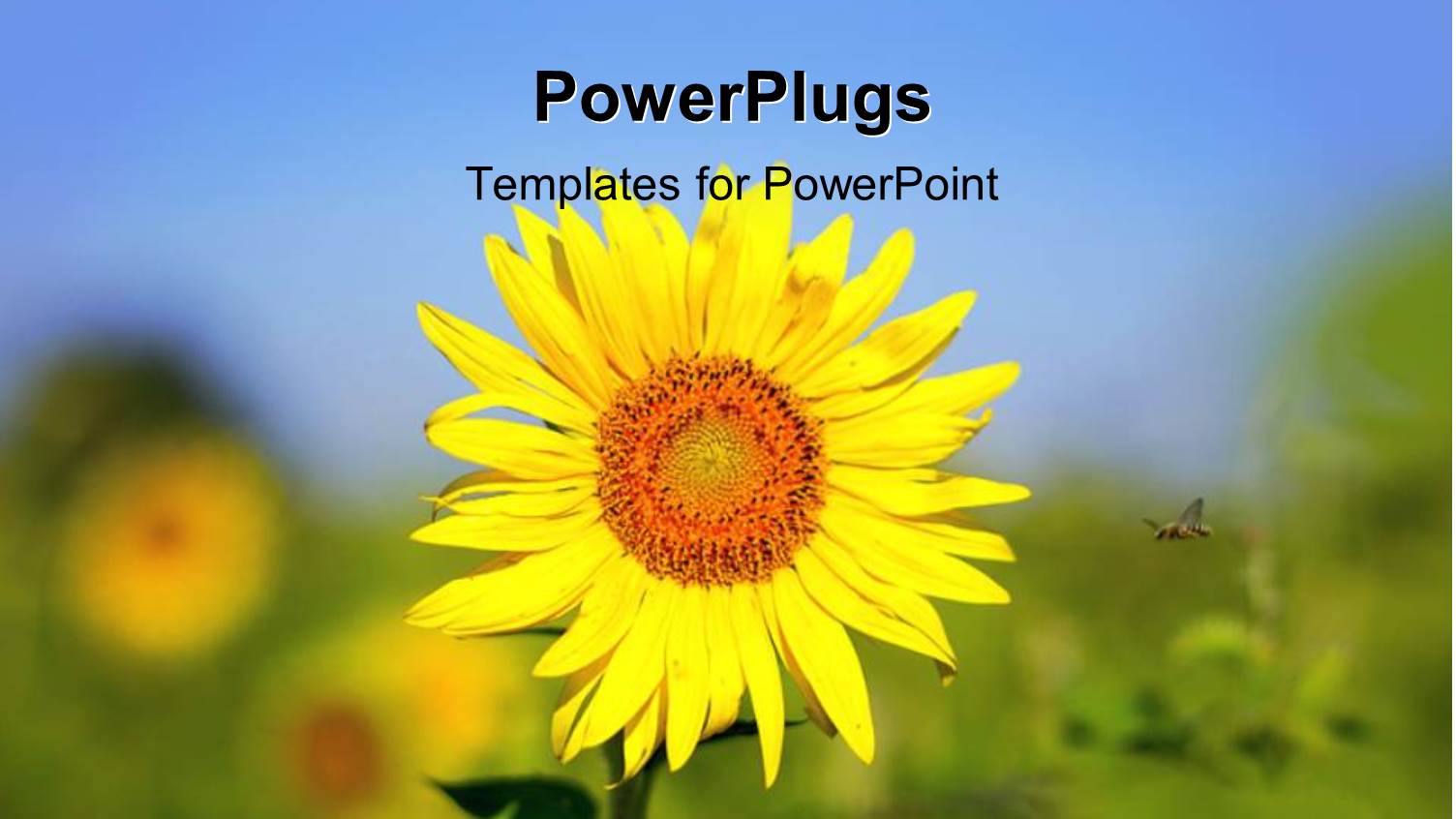 a Bright Yellow Sun Flower Seed on an Open Field