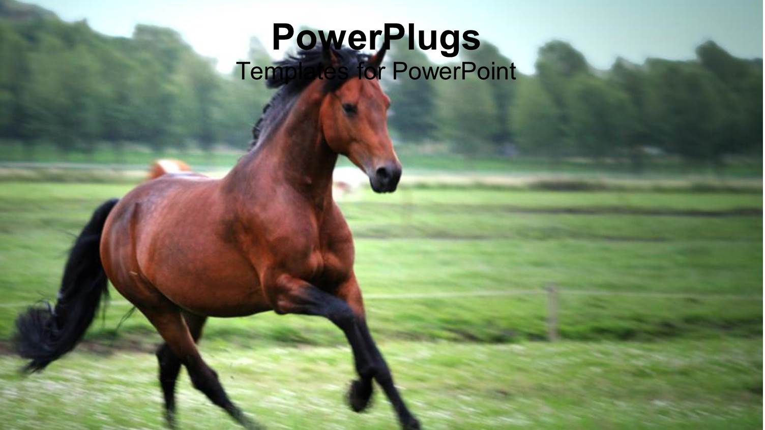 Brown and Black Horse Running on a Green Field with Green Trees and Blue Sky