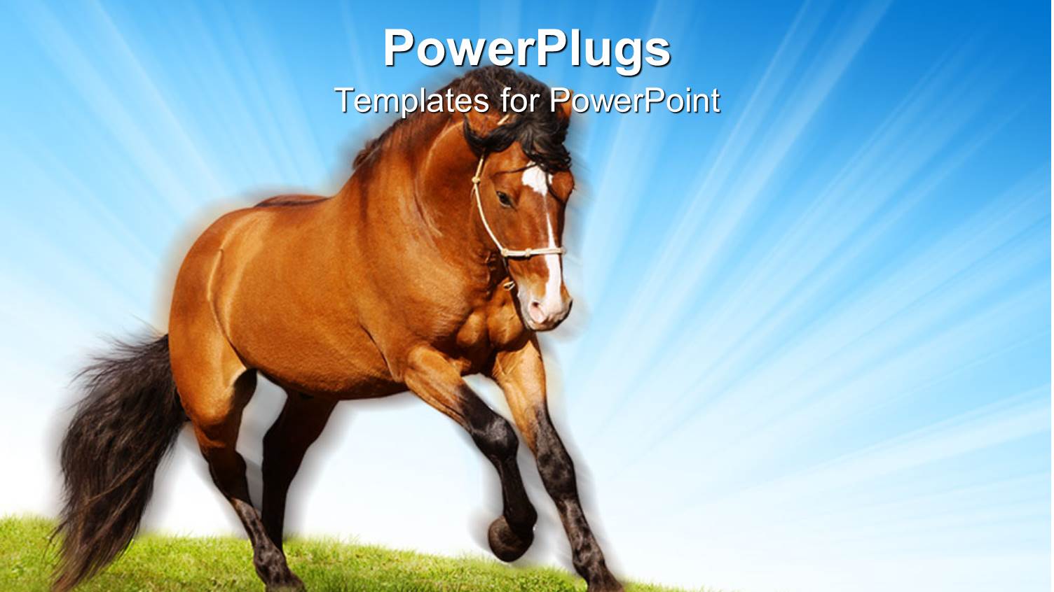 Brown and Black Stallion Horses Galloping on Green Grassy Meadow