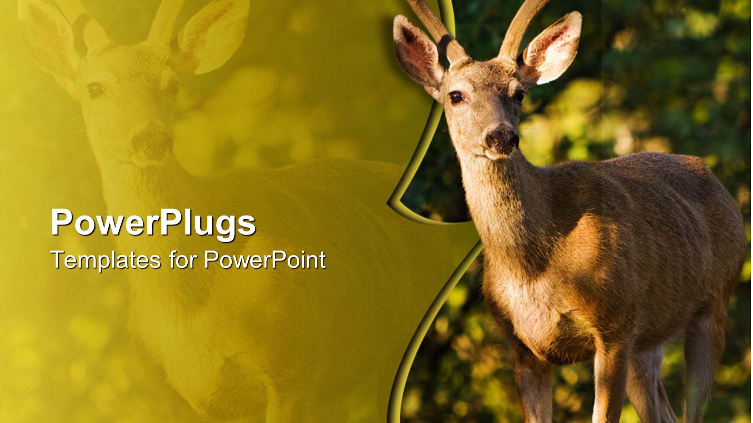 Brown Black Tail Buck Standing in its Natural Habitat