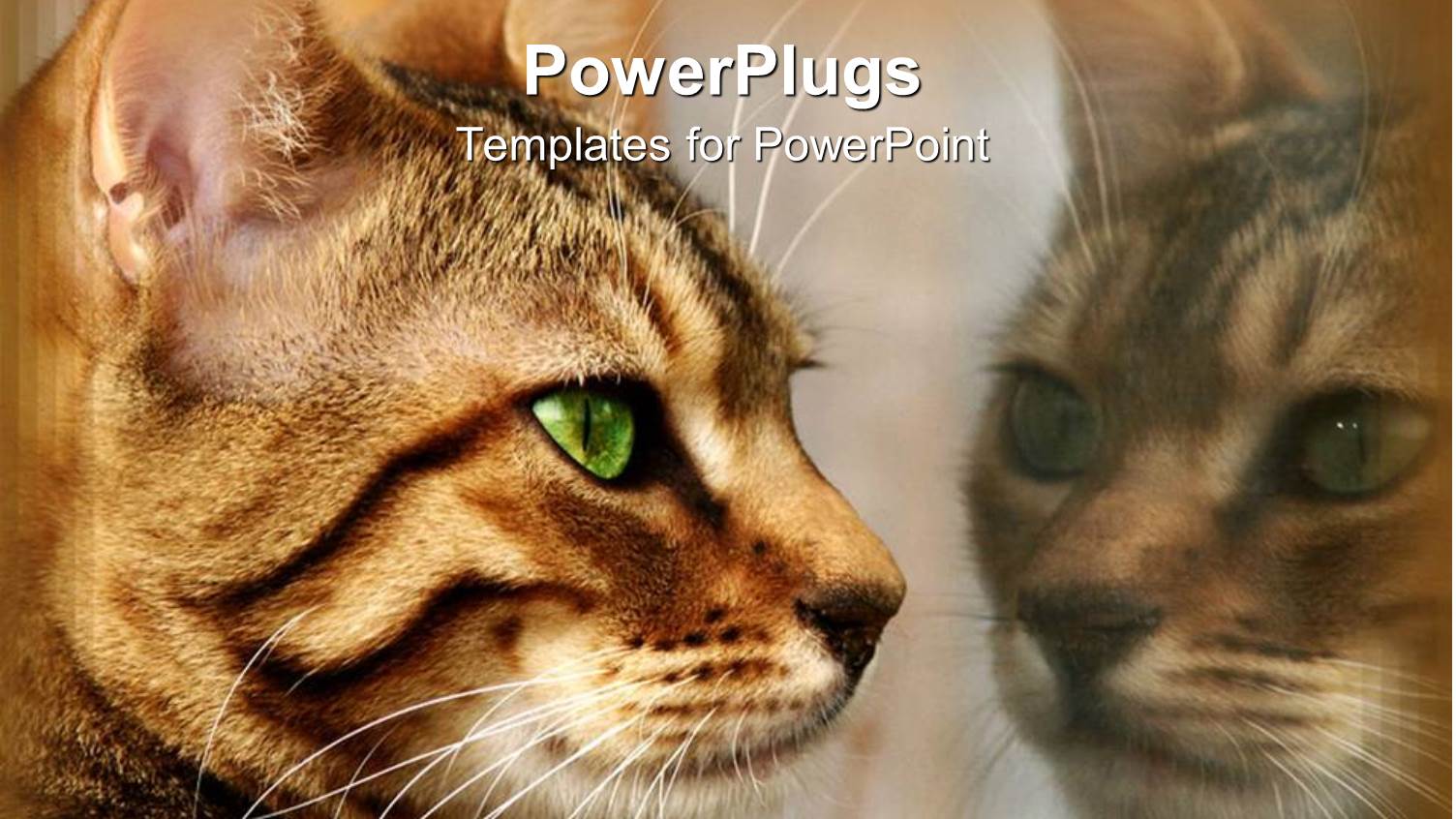 Brown Cat with Green Eyes Staring at is Reflection