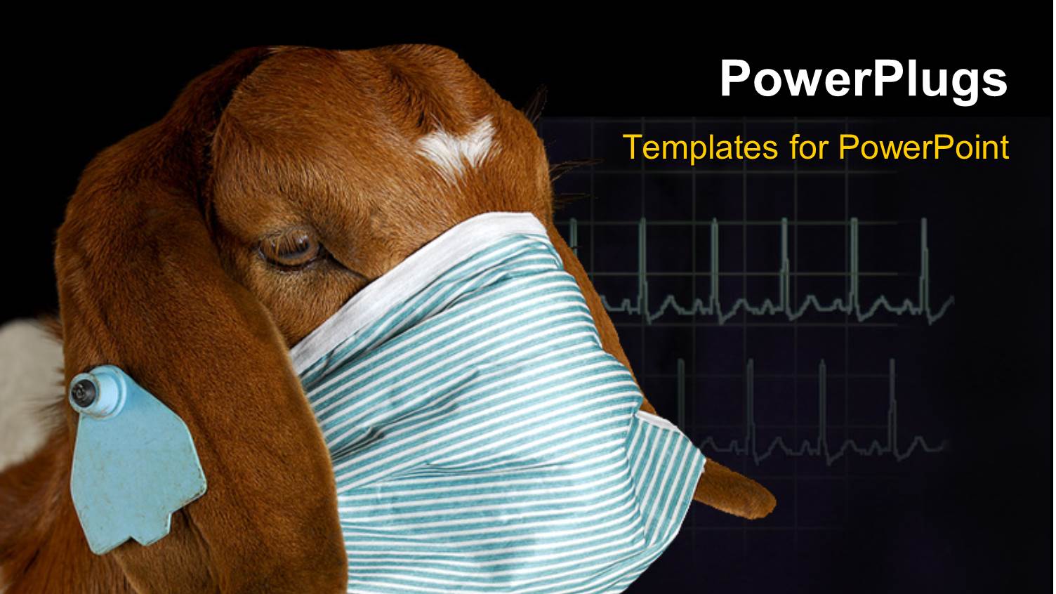 a Brown Donkey Wearing a Facial Mask on a Black Background