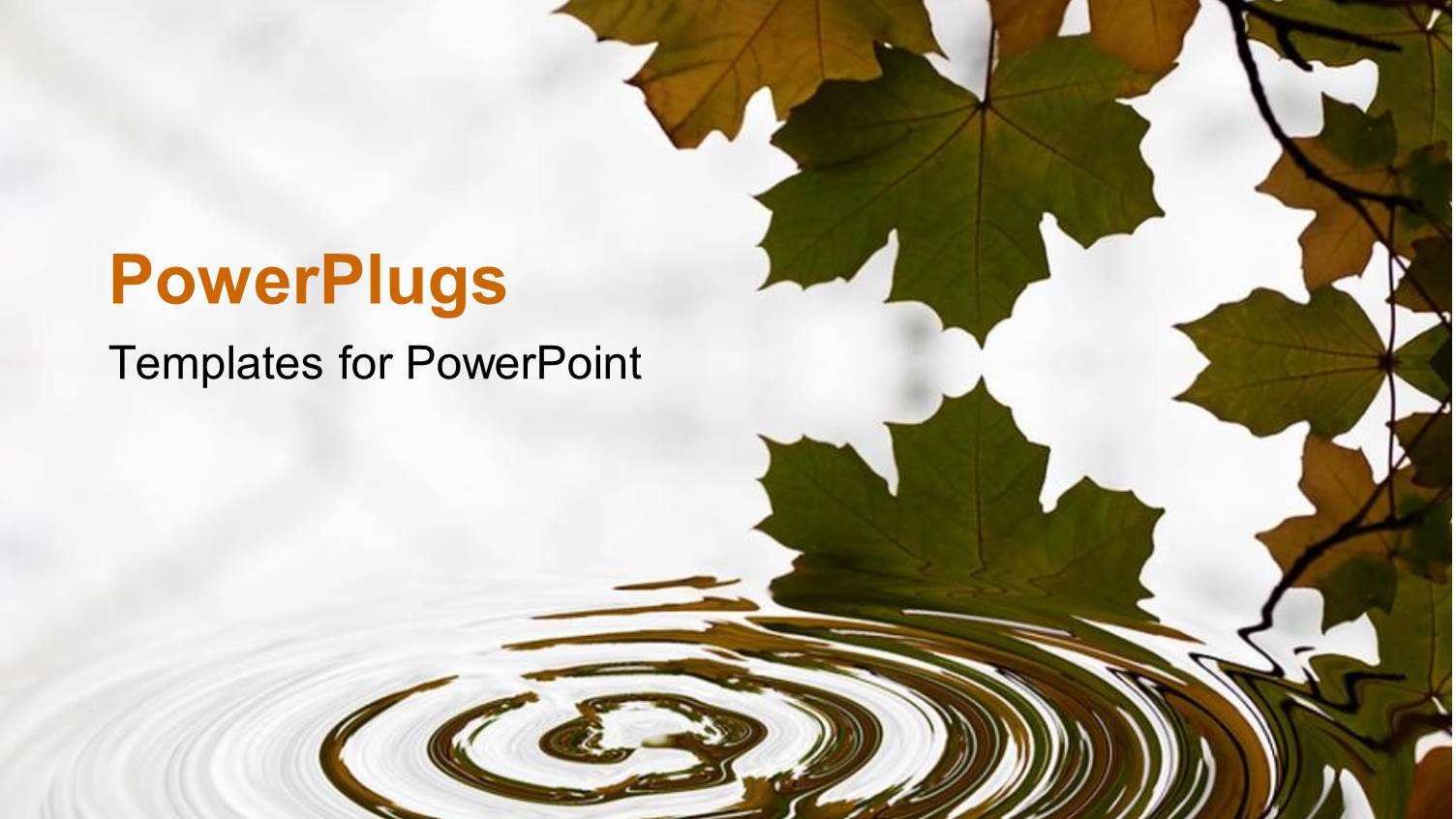 Brown and Green Leaves with Ripples in Water, White Background