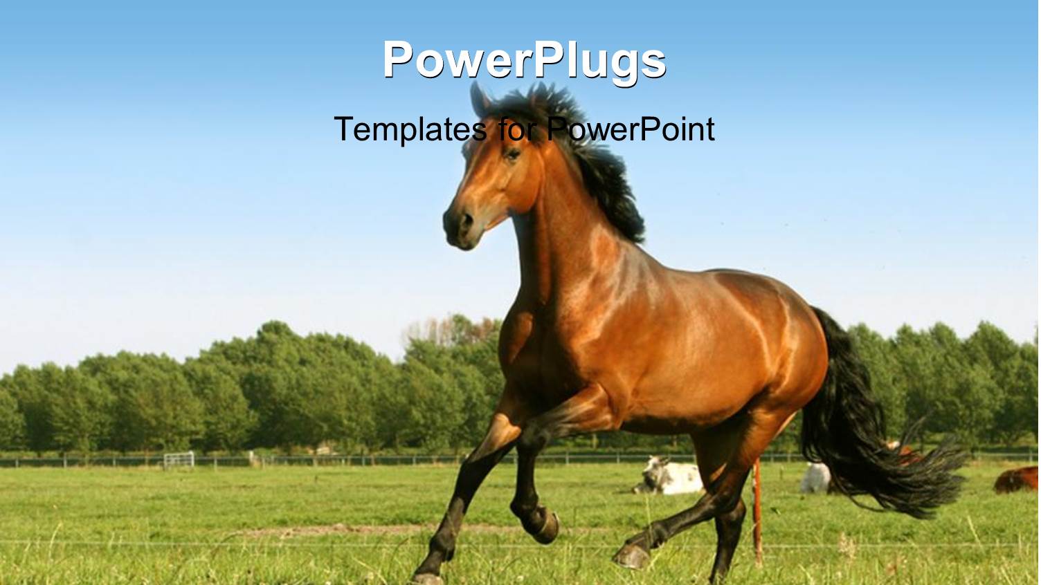 Brown Horse Running in a Filed of Sunflower with Thick Forest