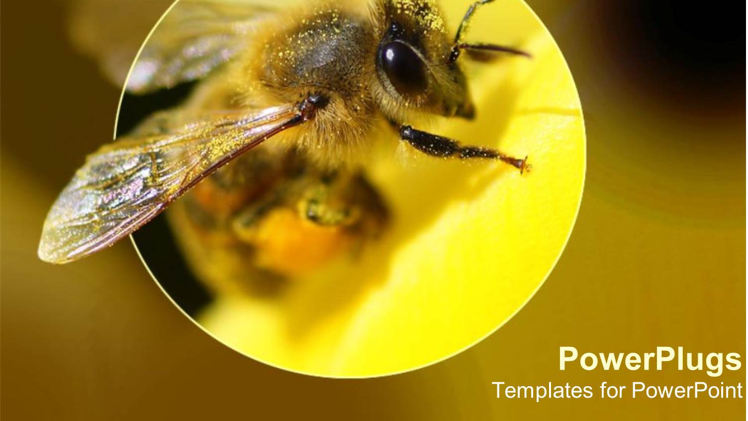 a Bumble Bee Magnified in a Yellowish View with Yellow Background