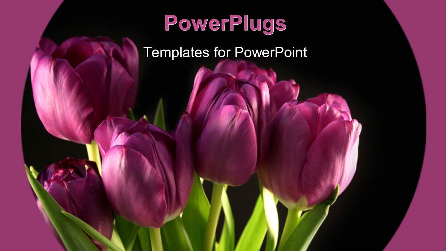 Bunch of Beautiful Purple Tulips Blooming with Black Color
