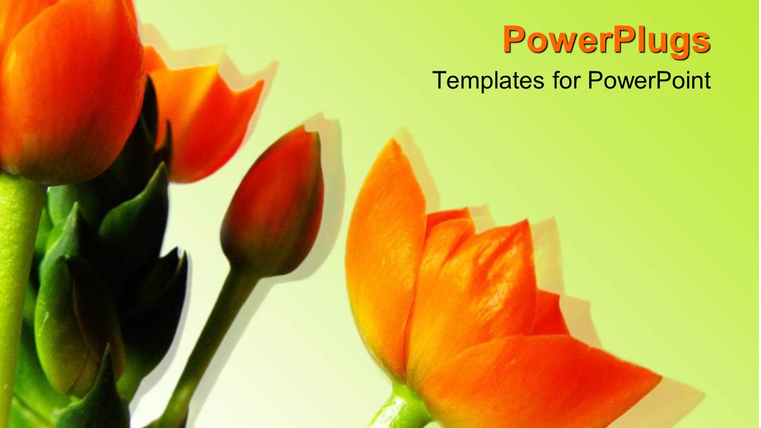 a Bunch of Bright Orange Flowers on a White Background