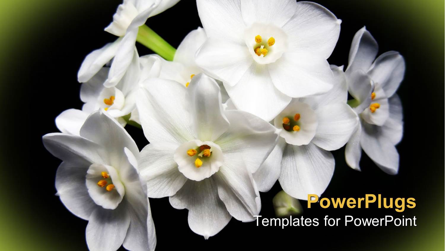 Bunch of Lovely White Flowers on Black and Green Background