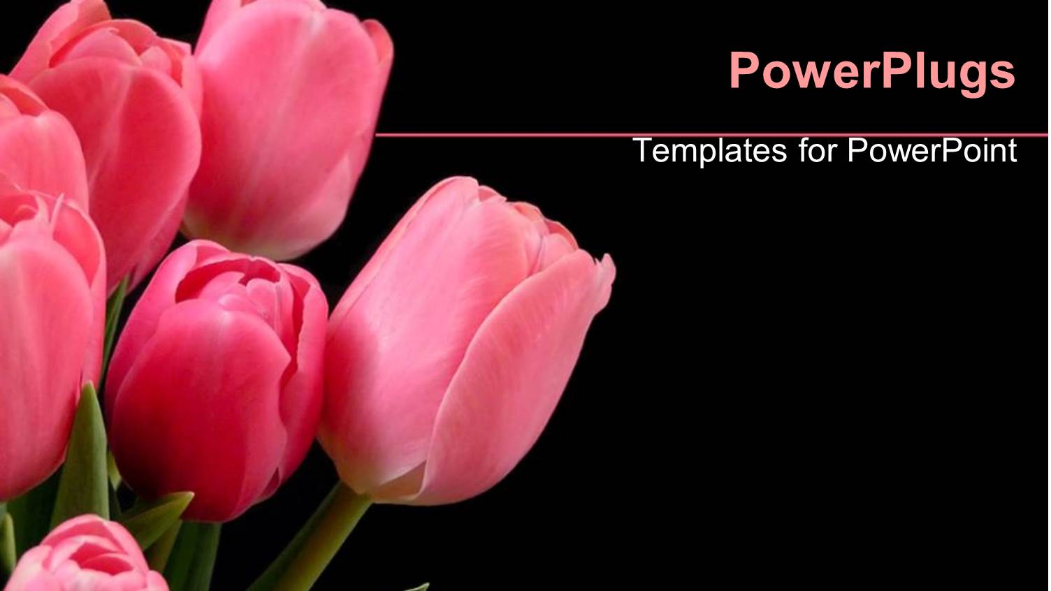 Bunch of Pink Colored Tulips on a Black Background