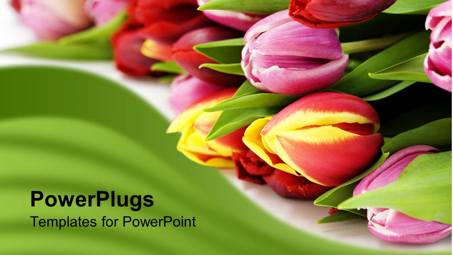 Bunch of Tulips Laying on White Background