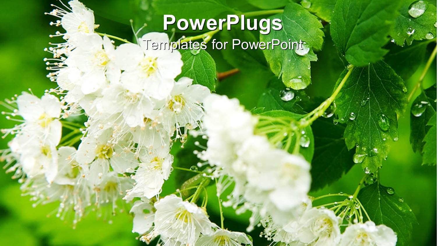 Bunch of White Flowers Hanging Fo a Tree Wet from Rain