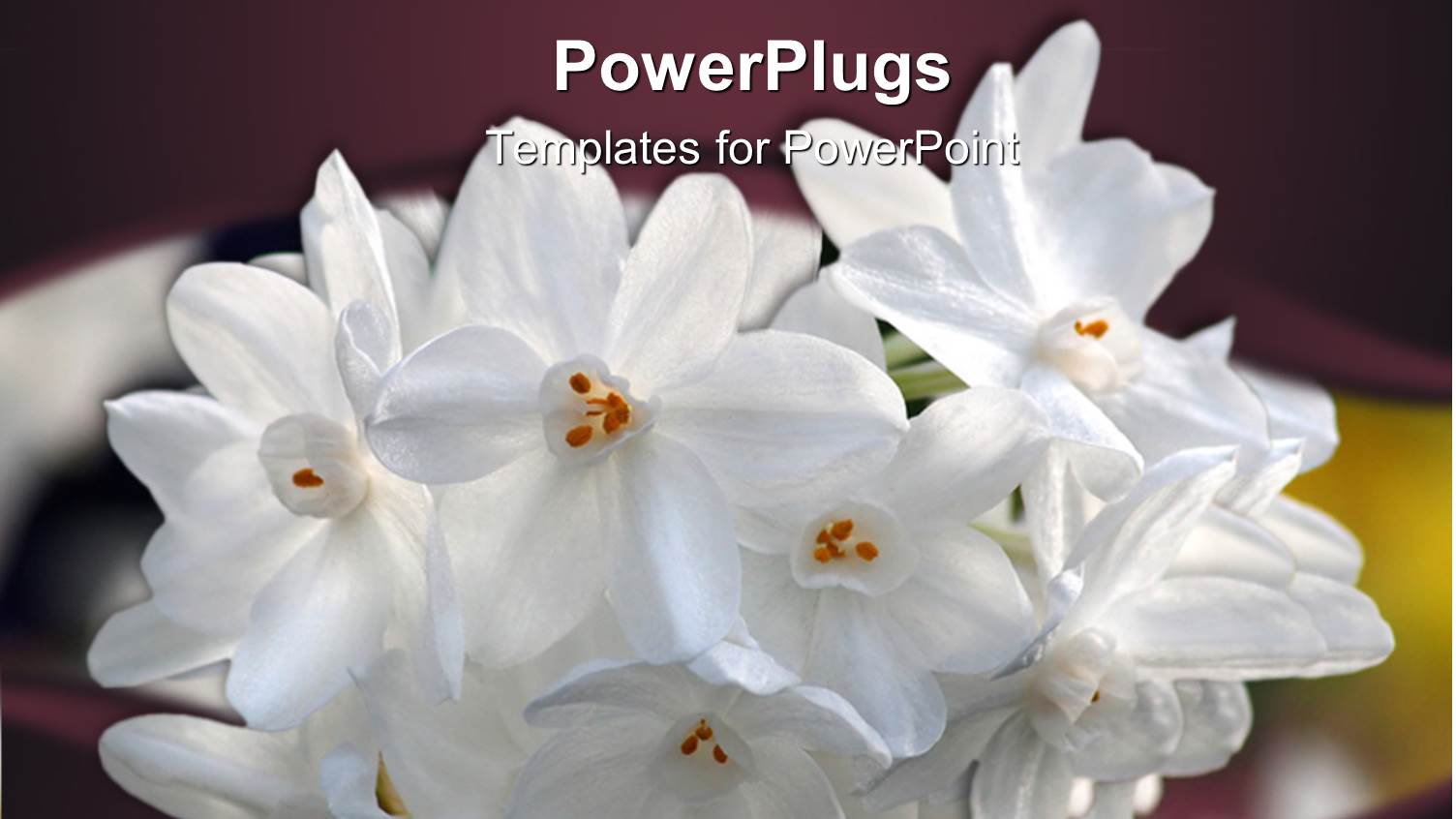 Bundle of White Flowers Peaking Through Dark Purple Background