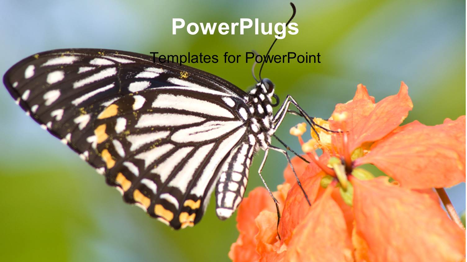 a Butterfly with a Flower and Blur Background