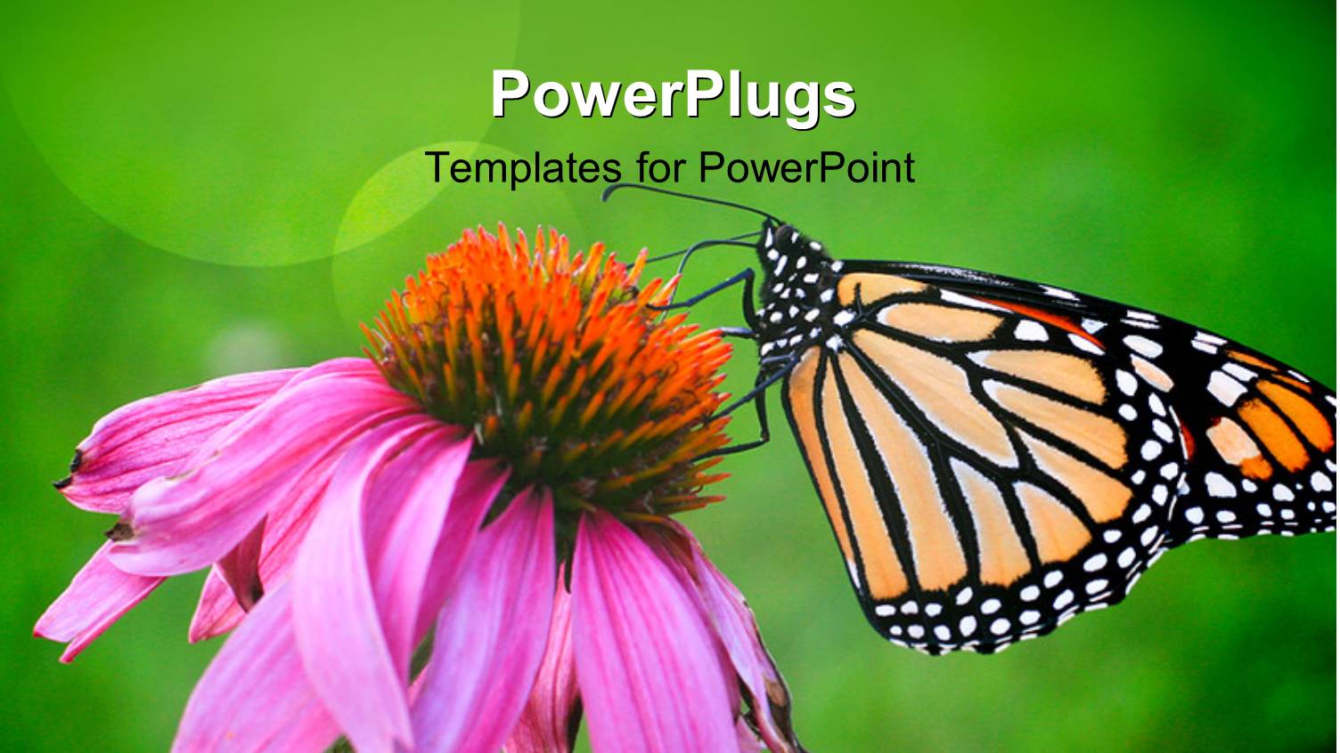 a Butterfly on the Flower with Greenish Background and Place for Text