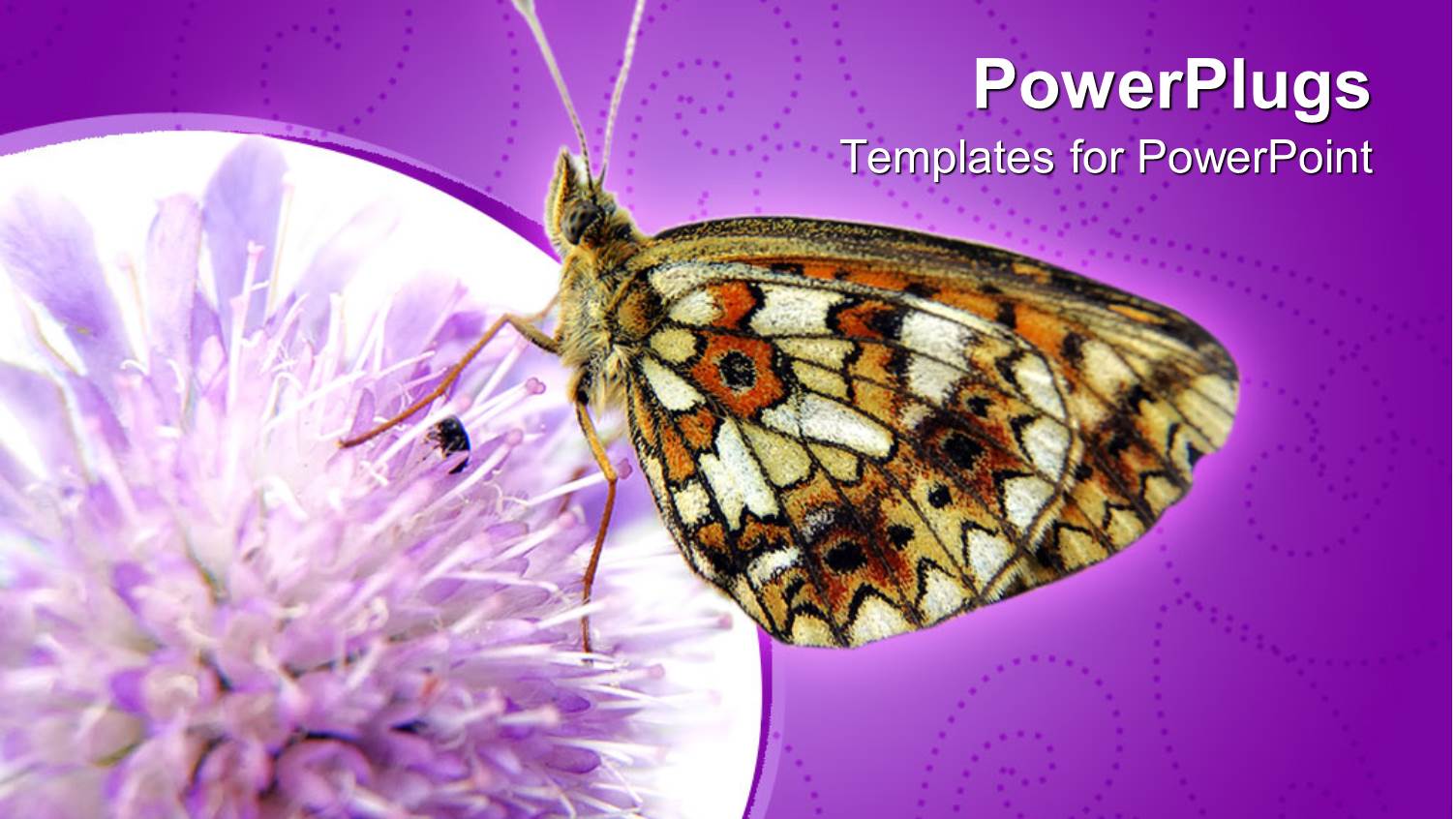 a Butterfly on a Flower with Purple Background