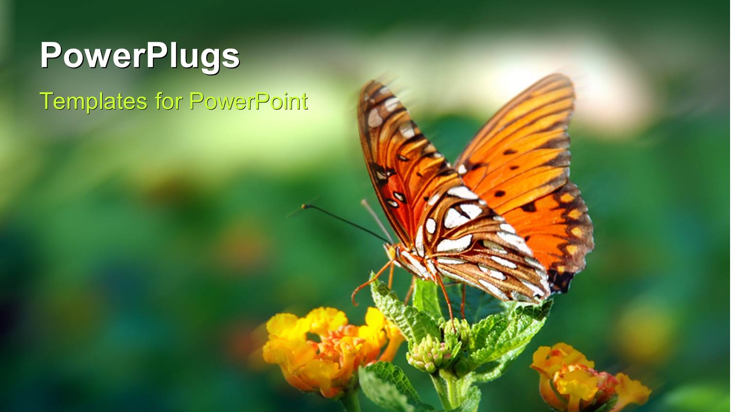 a Butterfly on the Flowers with Blurr Background