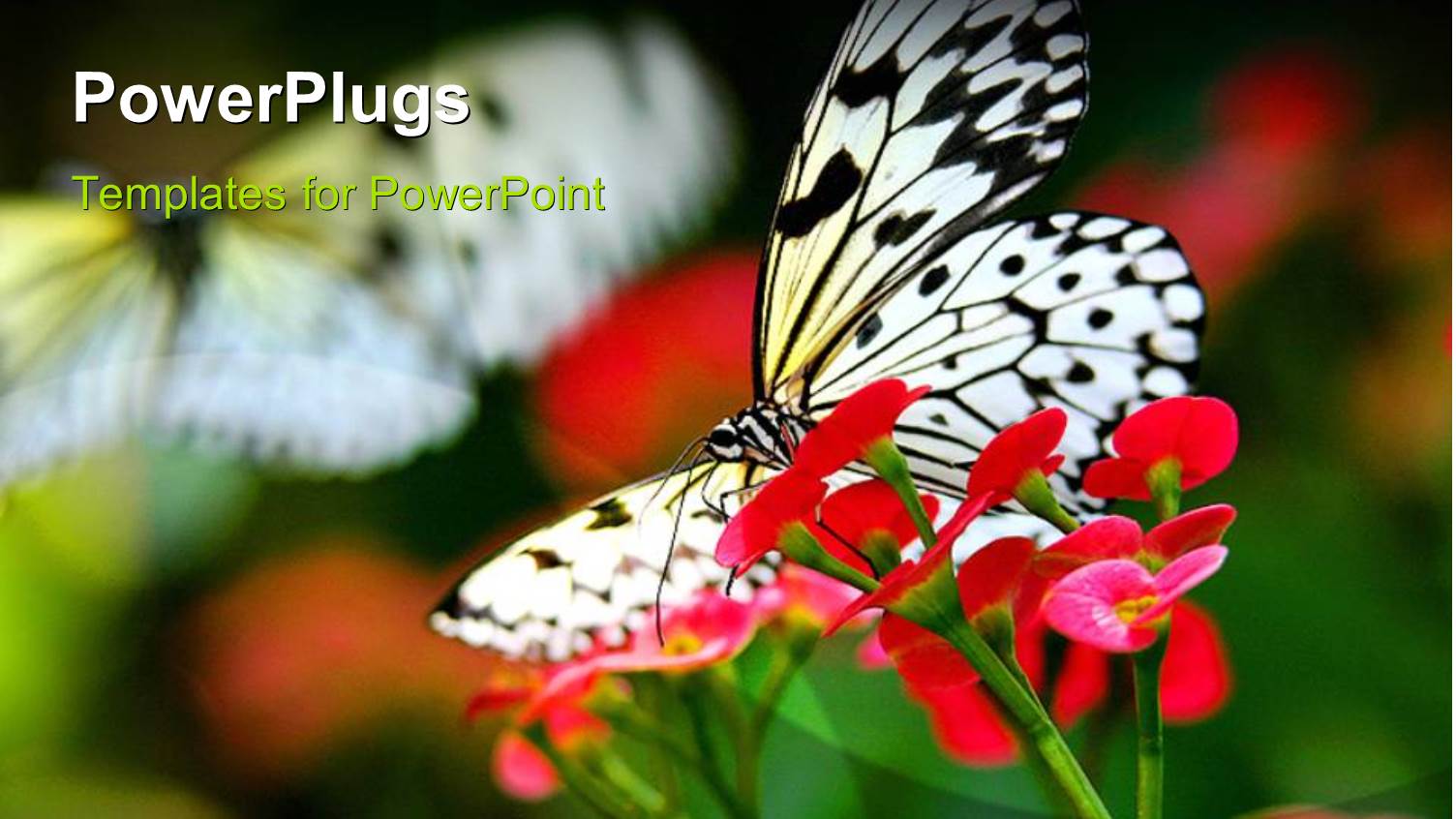 a Butterfly with a Number of Flowers and Blurr Background