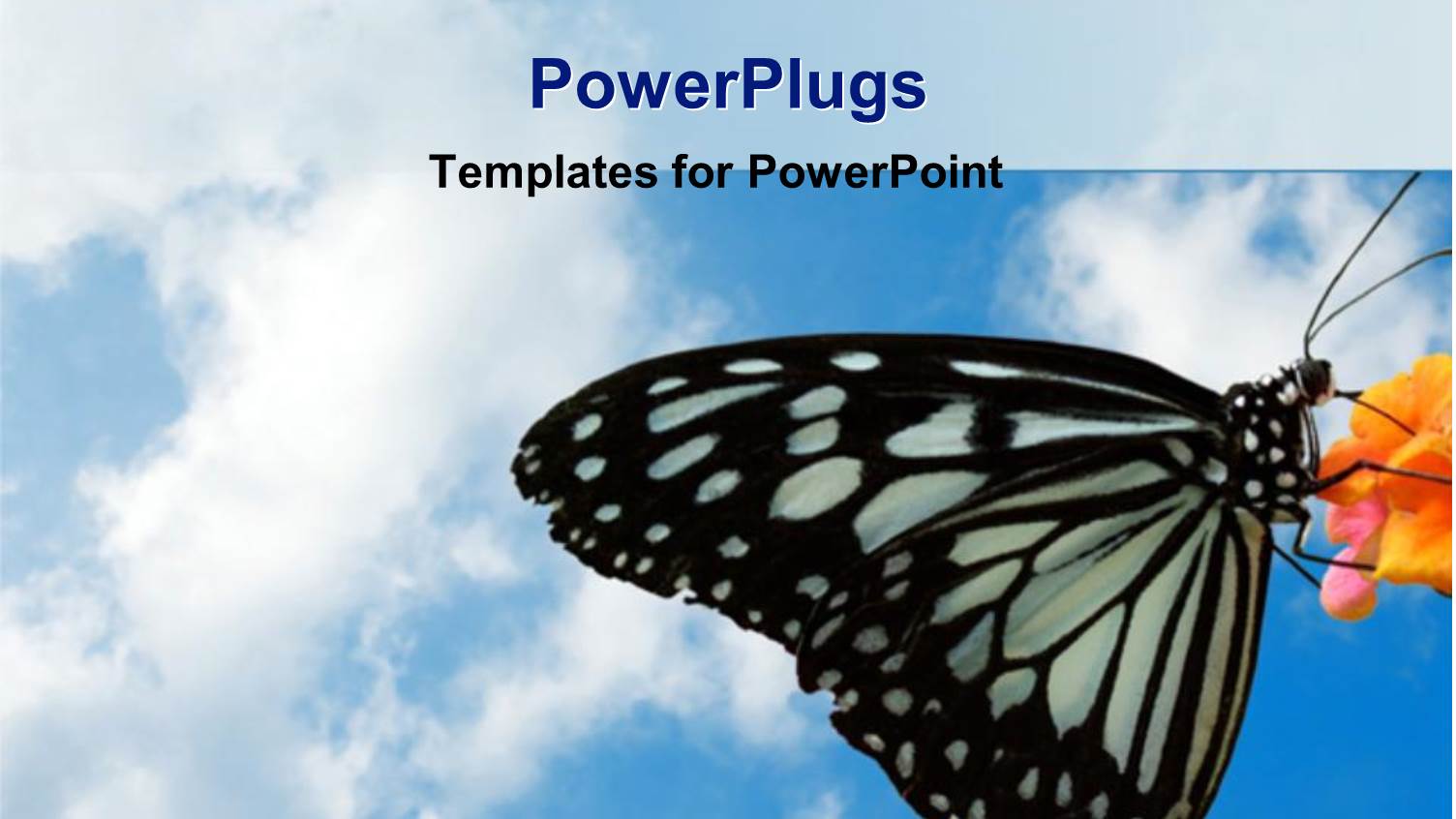 a Butterfly Sitting on a Flower