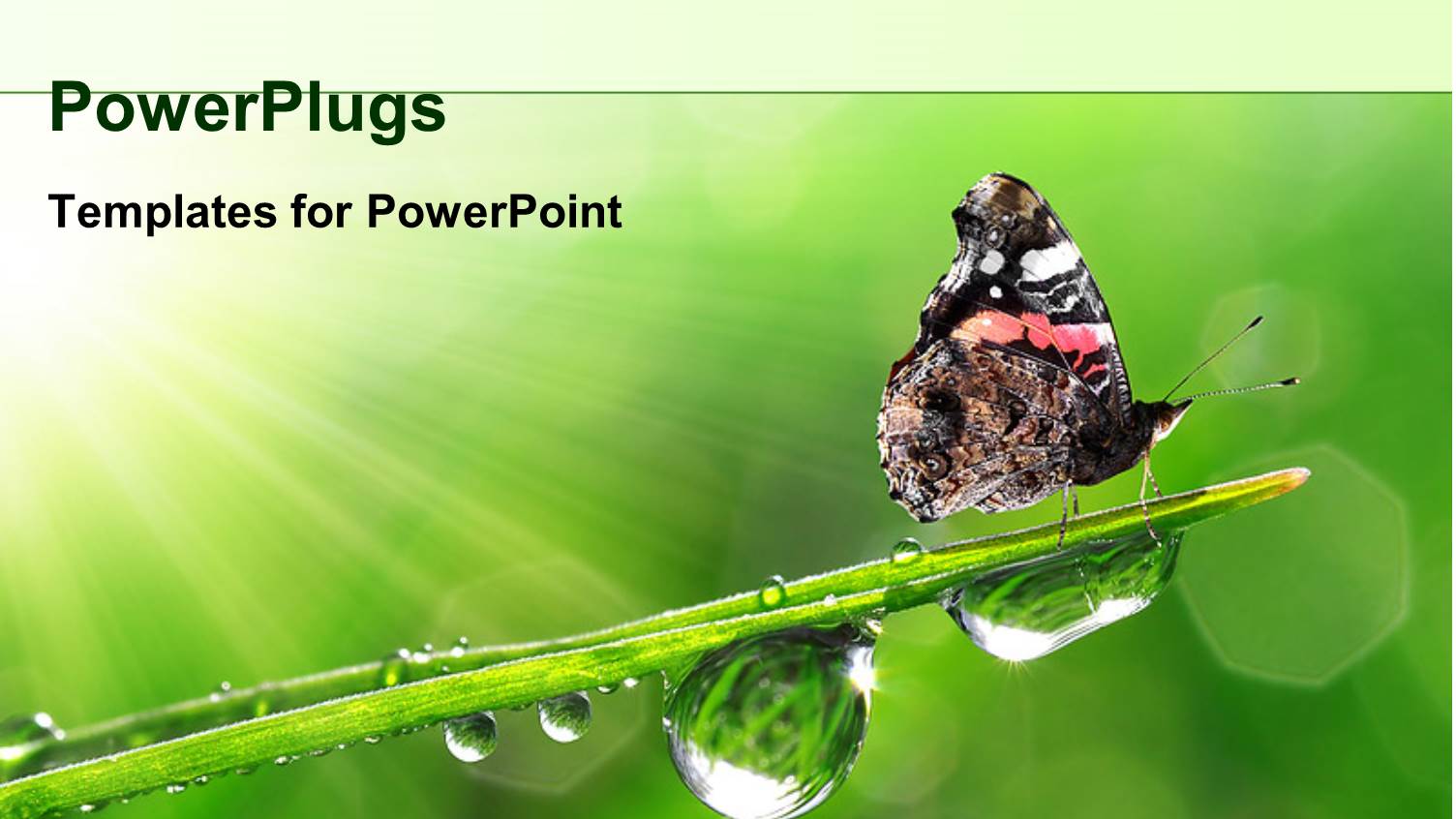 Butterfly Sitting on a Leaf with Fresh Morning Dew Drops