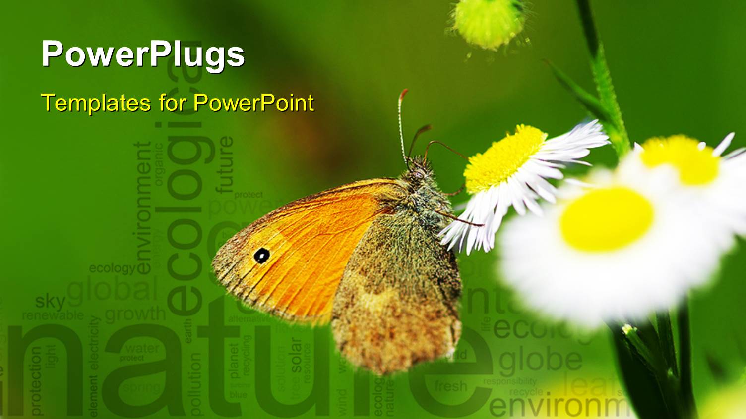 a Butterfly Sitting O an Flower