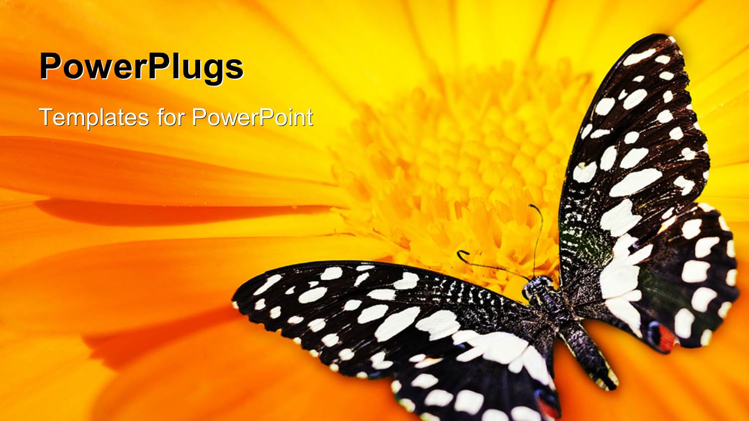 a Butterfly with a Sunflower in the Background