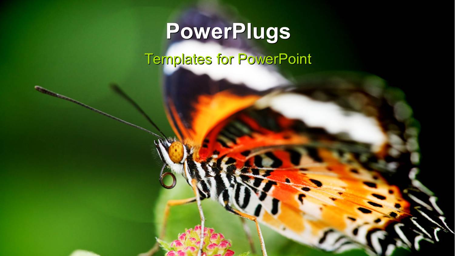 Butterfly Sucking Nectar of Flower in Green Garden 