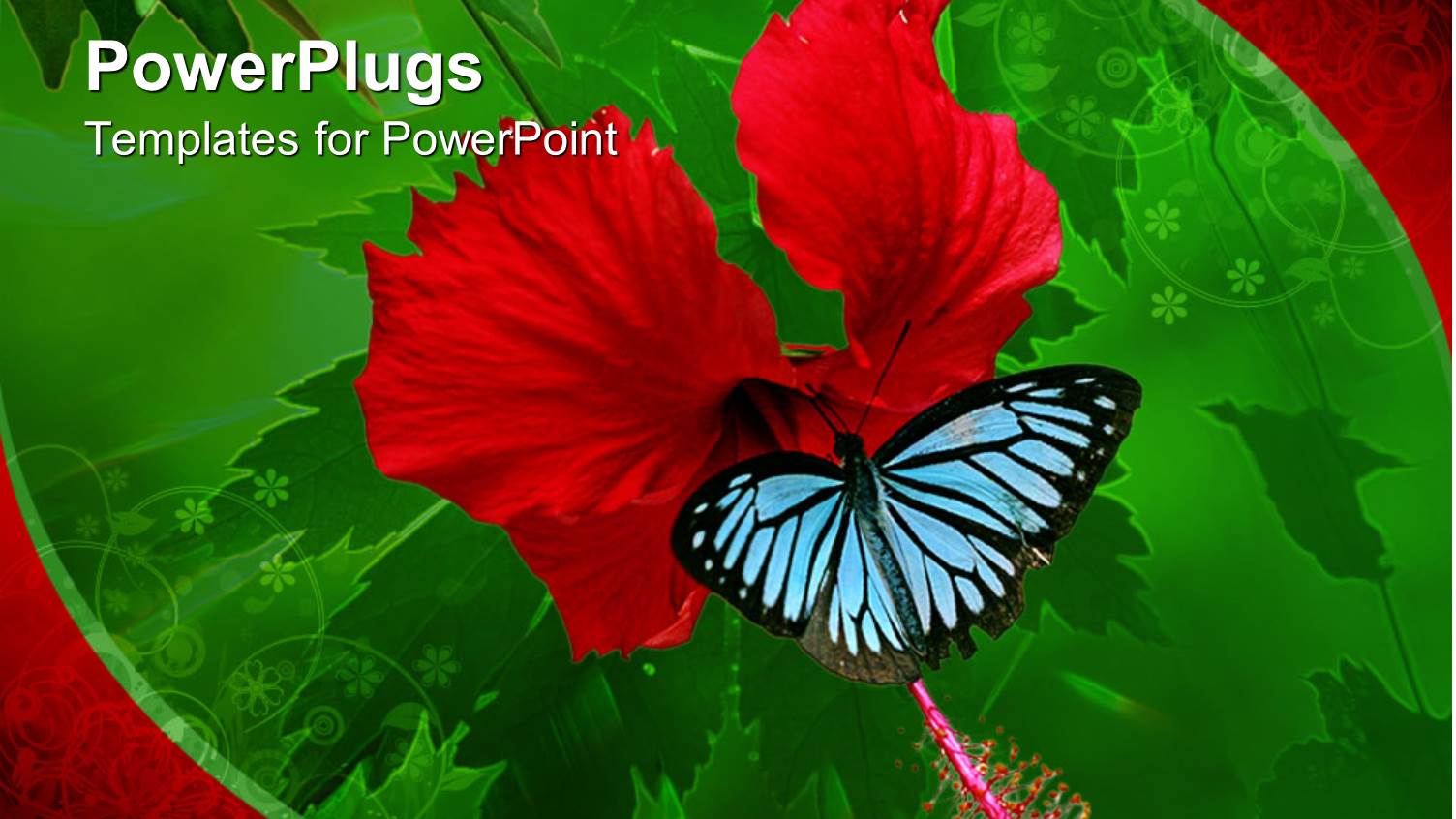 Butterfly Sucking Nectar from Hibiscus Flower