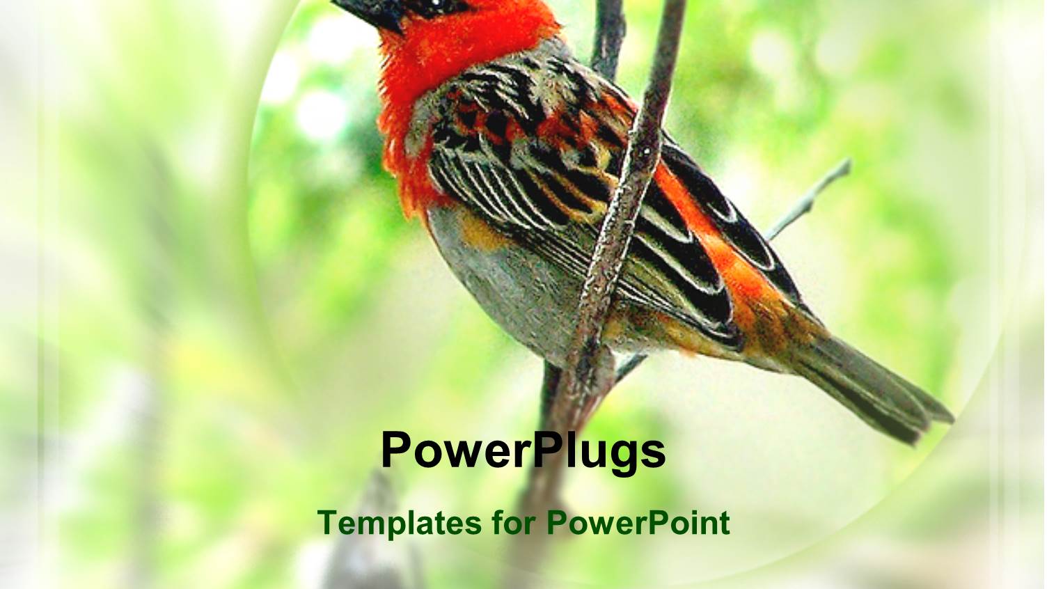 a Cardinal Bird with Greenery in the Background