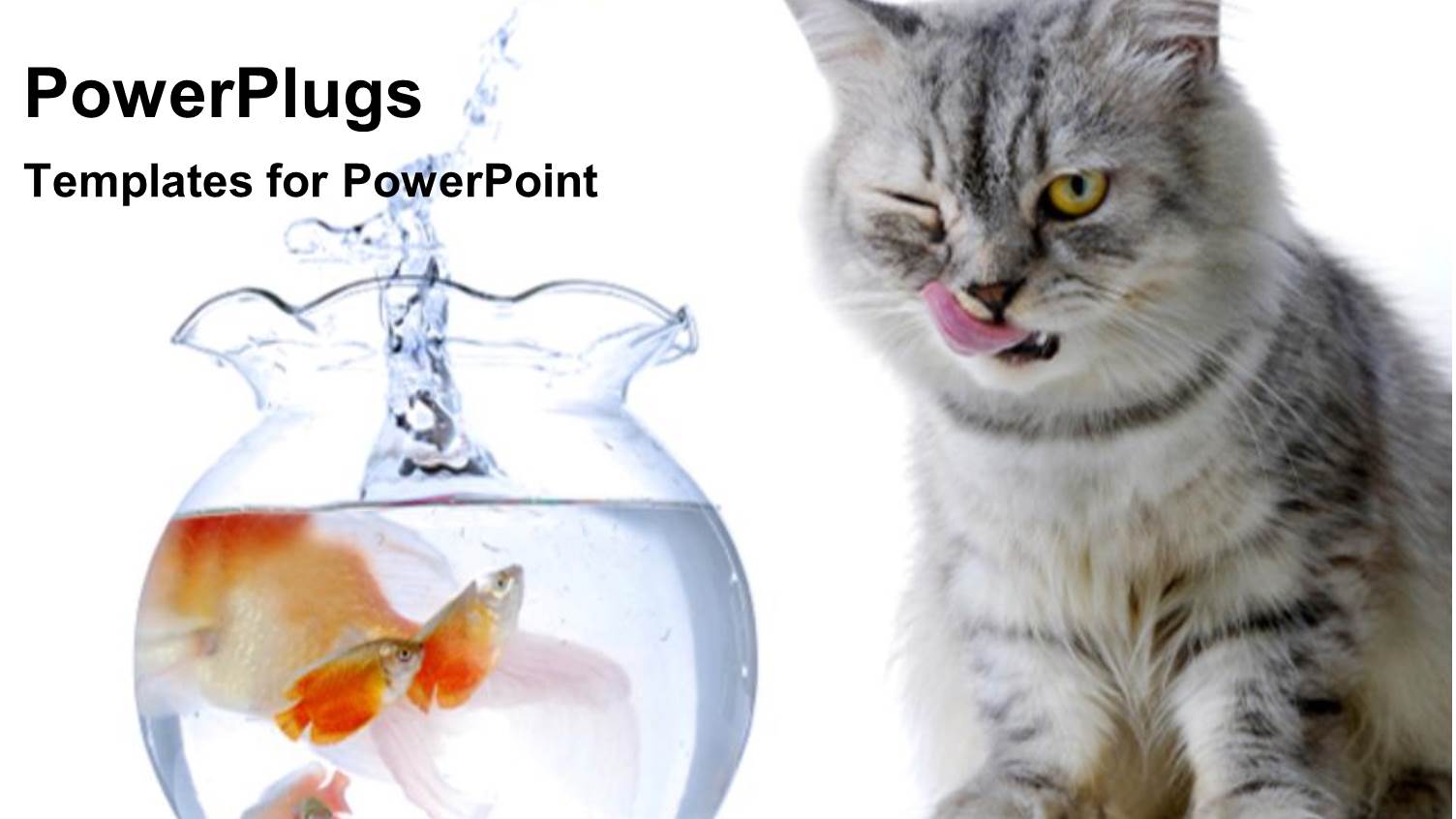 Cat Watching Fish with Tongue Out in Aquarium with Water Splashing Out