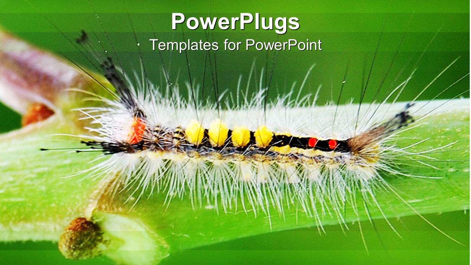 a Caterpillar with Greenish Background and Place for Text