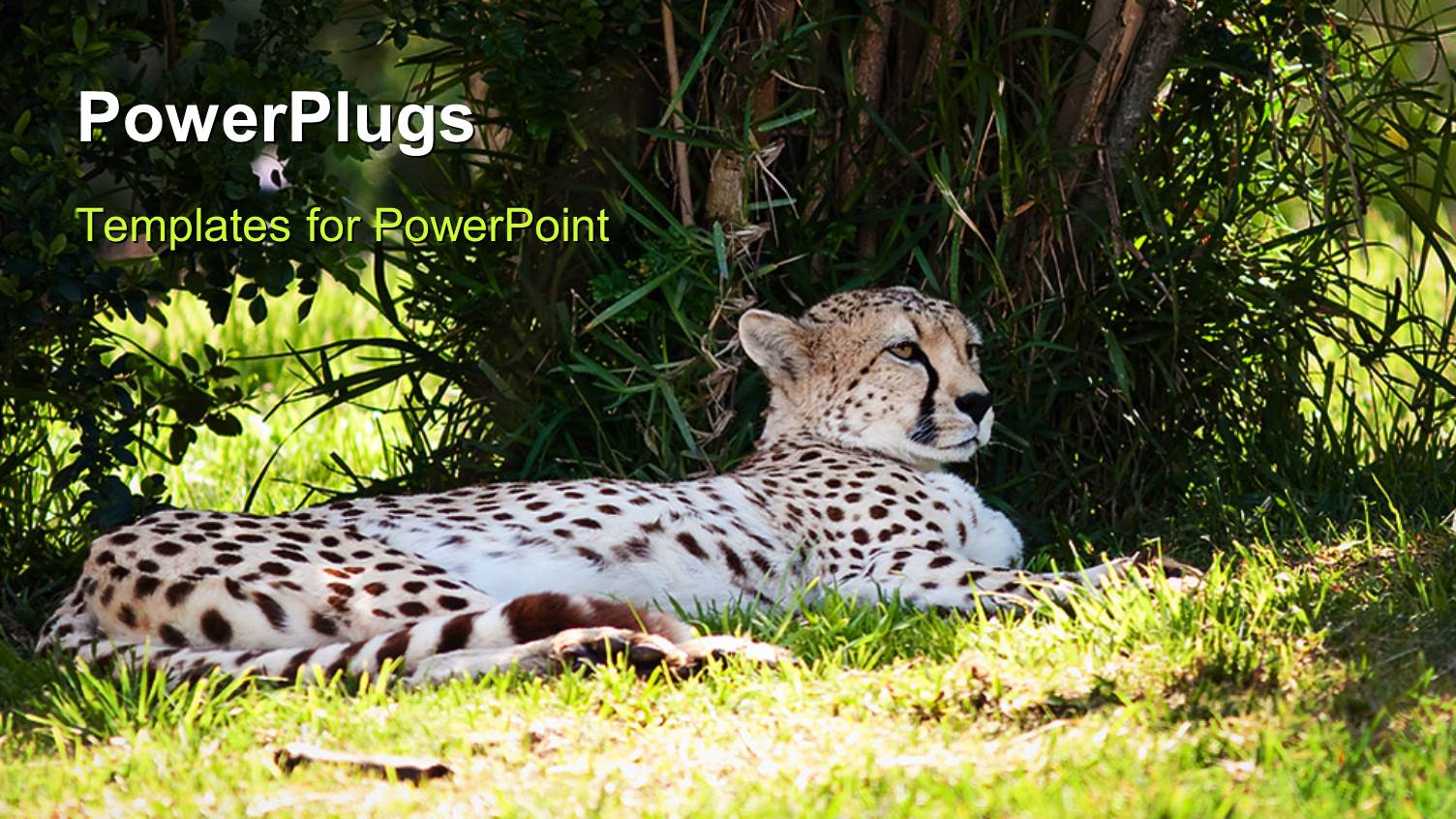a Leopard with Greenery in the Background