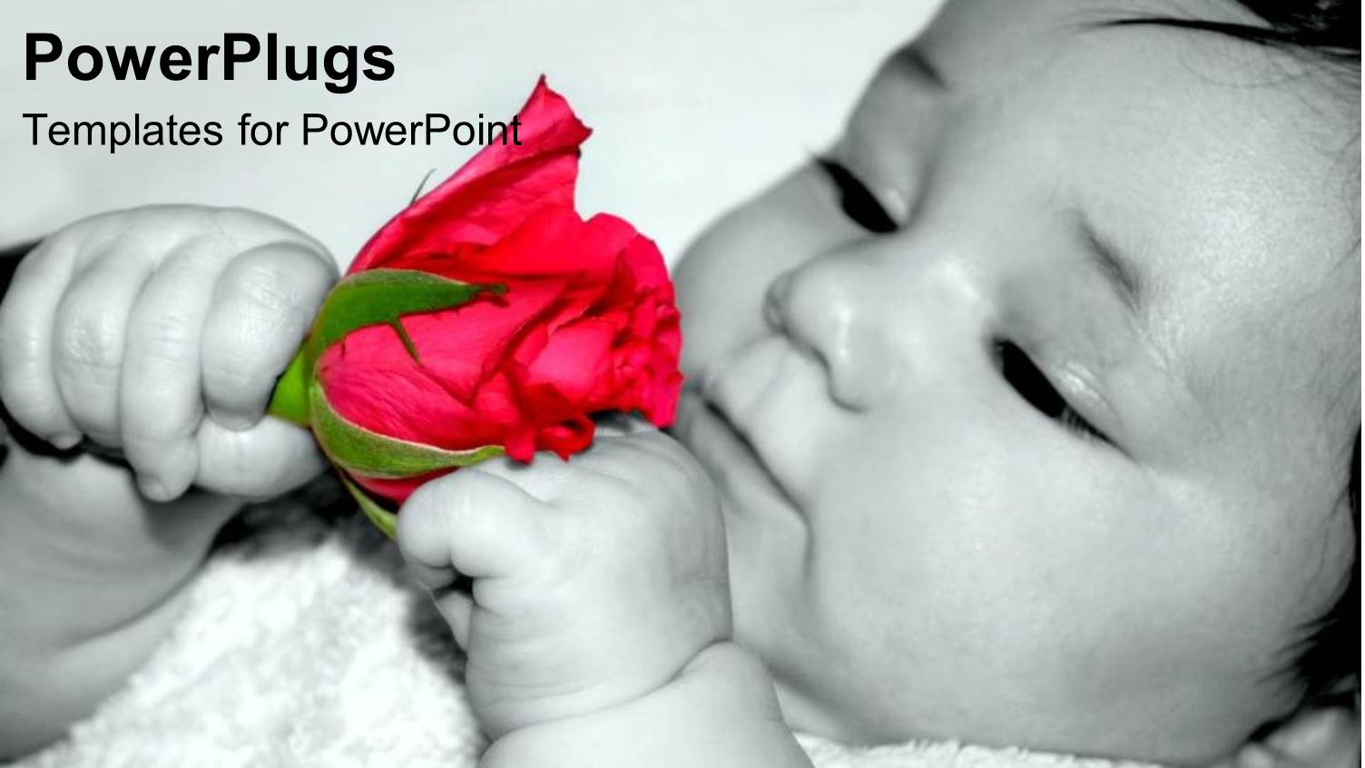 a Child Playing with the Rose