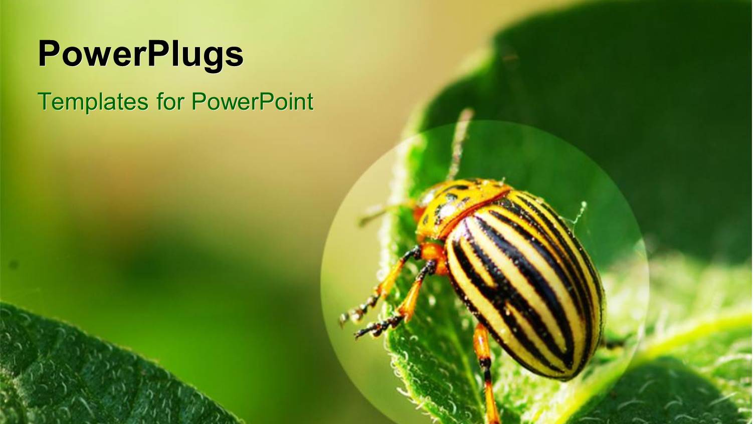 Close-up of Beautiful Colorado Beetle on Green Leaf