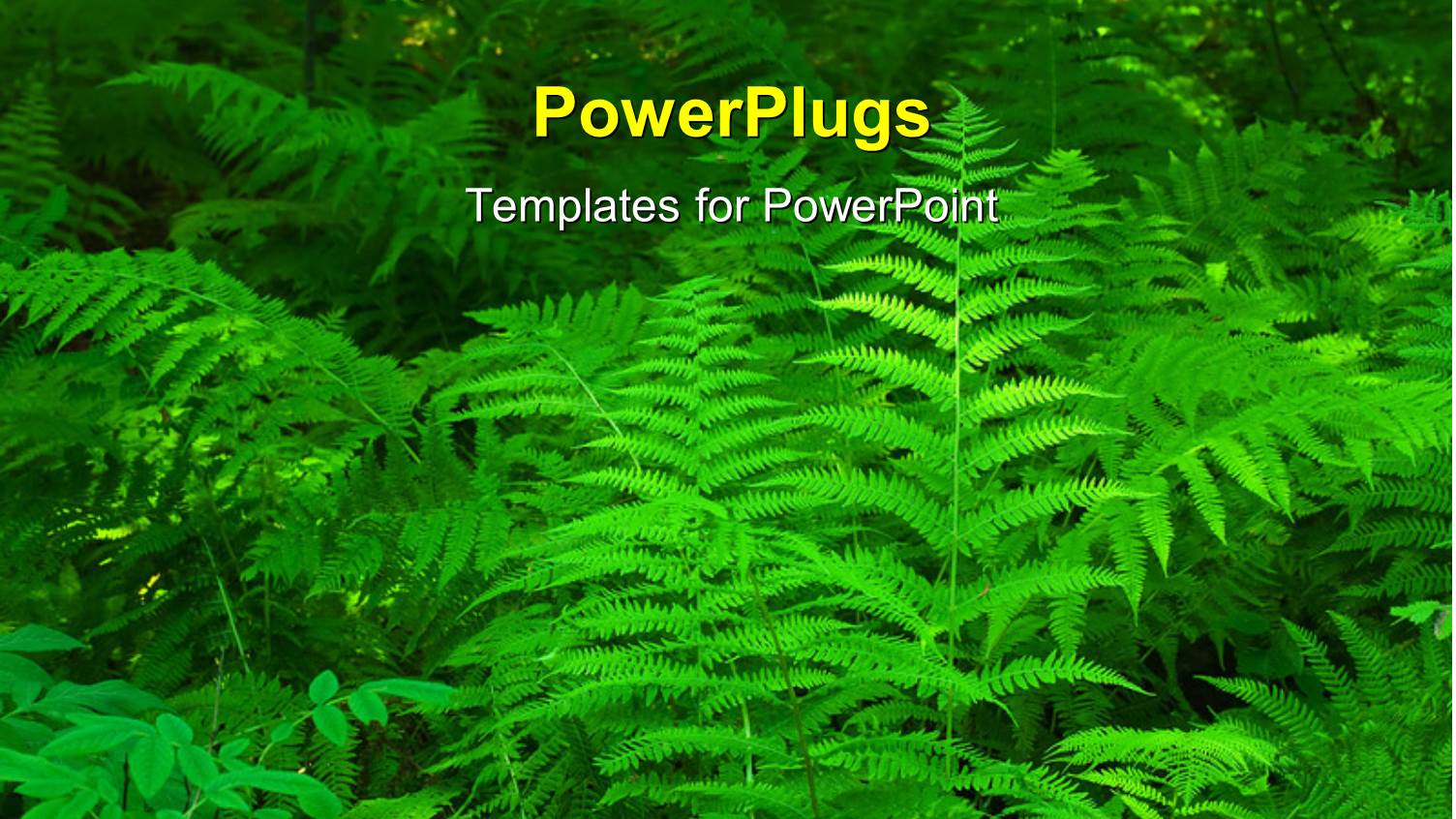 Close-up of Beautiful Fern Leaves in Thick Forest