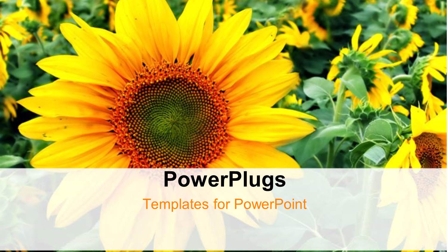 Close-up of Beautiful Sunflower in Flower Field