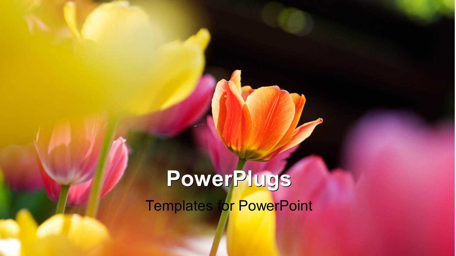 Close-up of Colorful Tulips Over Faded Background