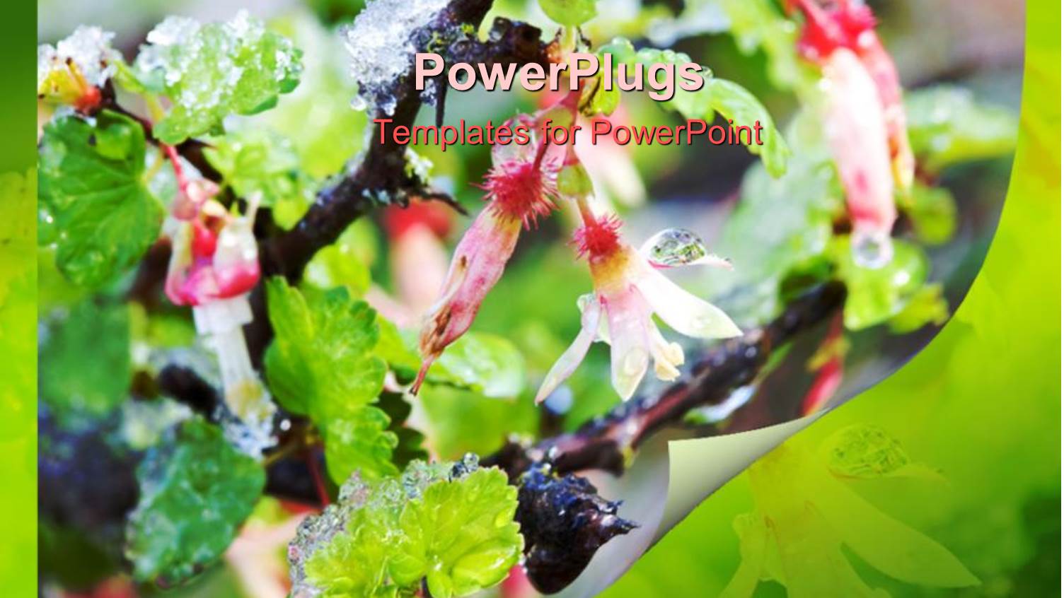 Close-up of Gooseberry Blossoms with Ice, Green Background, Nature, Winter
