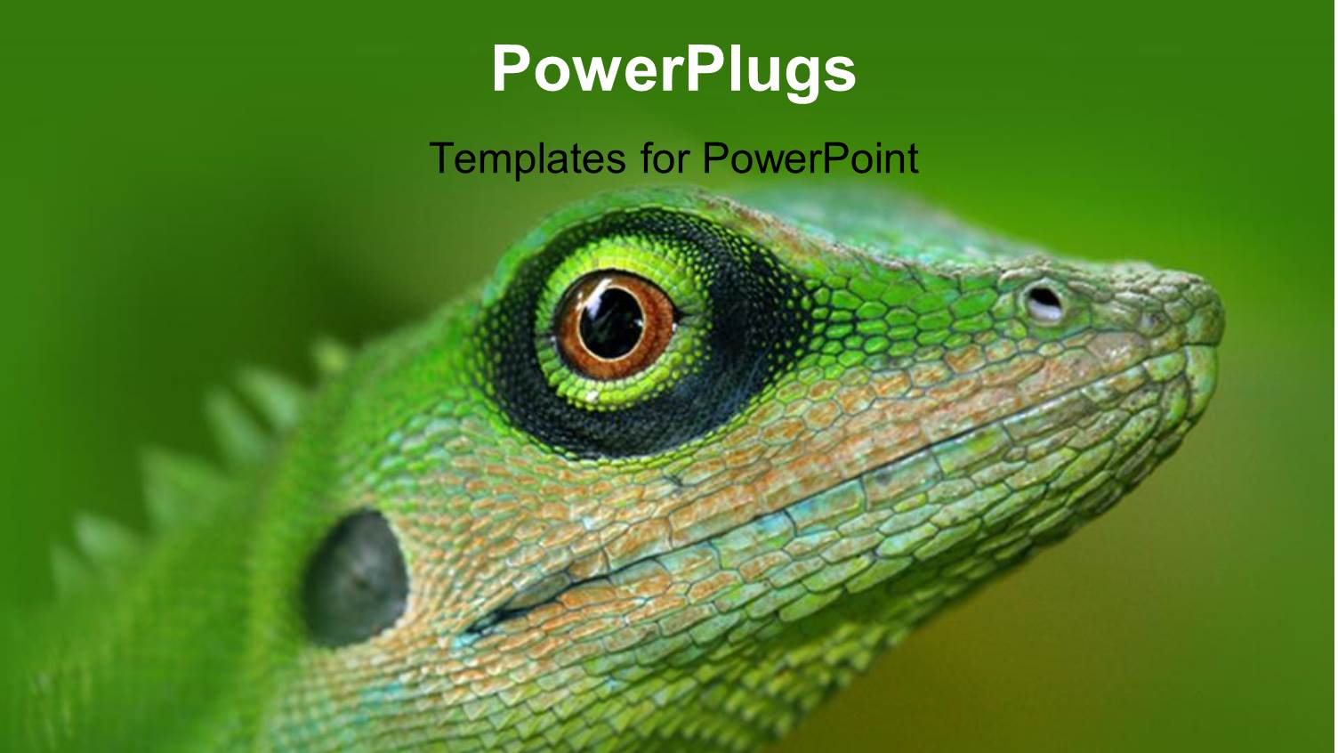 Close-up of Green Tree Lizard on Green Background 