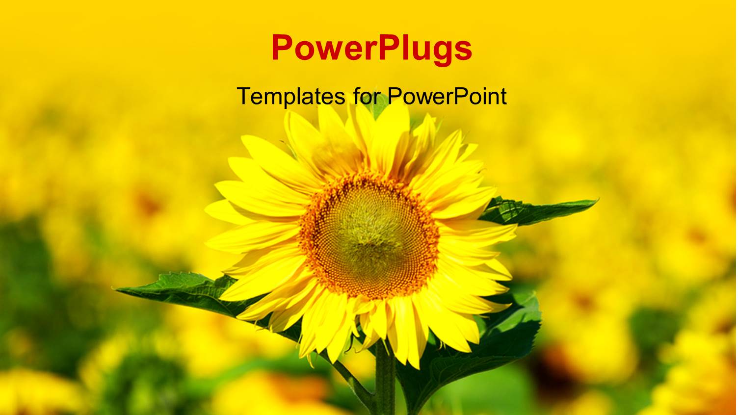 Close-up of Sunflower in Beautiful Field of Sunflower