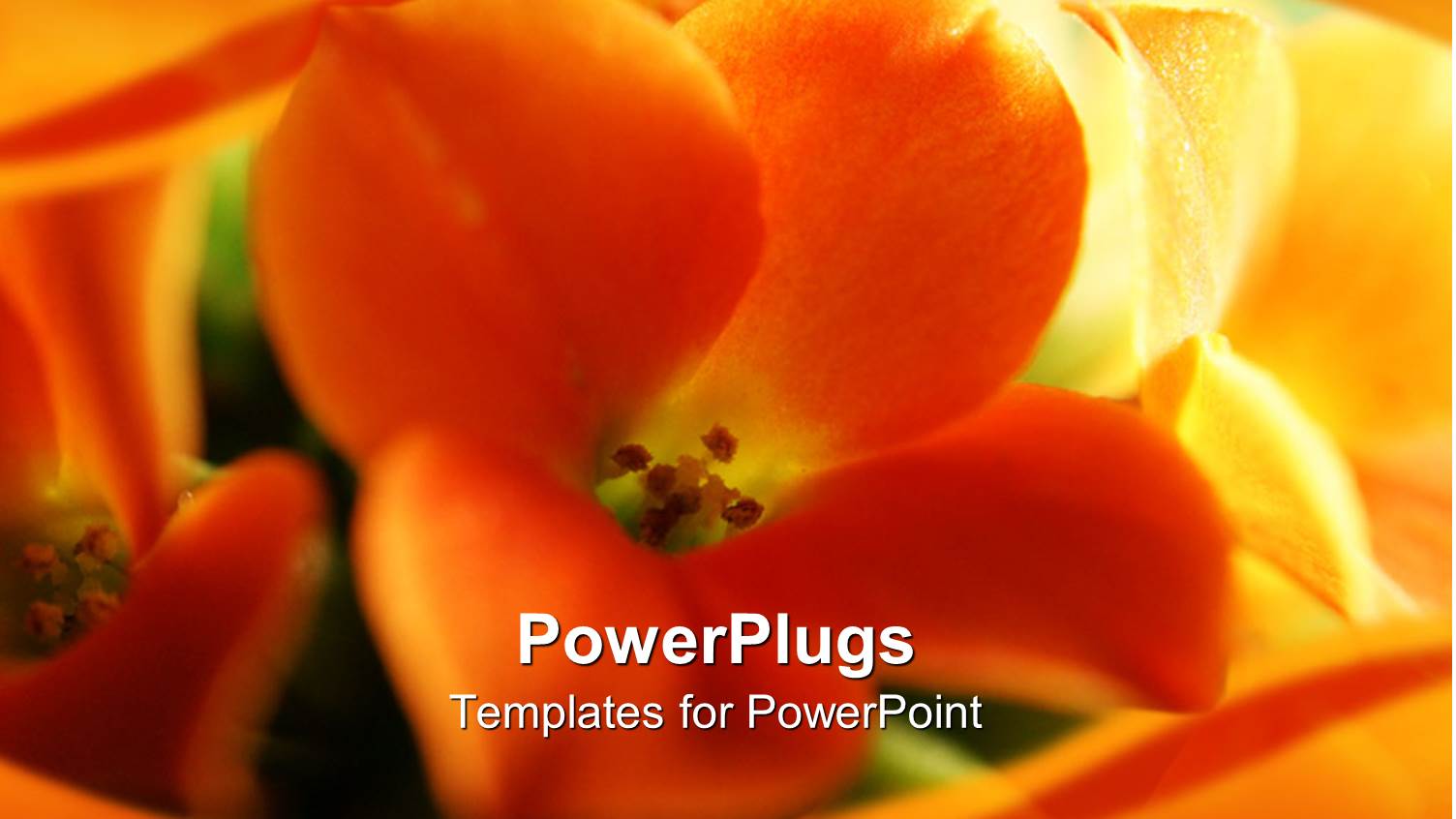 Close-up View of the Inside of a Sunflower