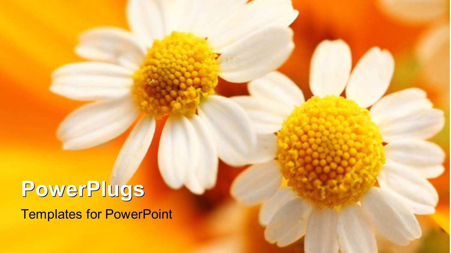 Close-up of White Flower Over Orange Blurry Background 