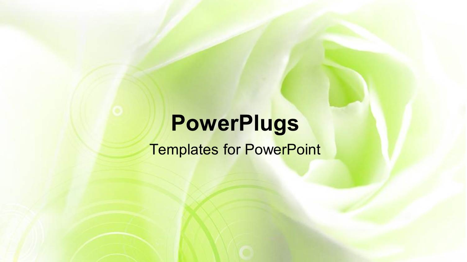 Close-up of a White Rose with Green Color