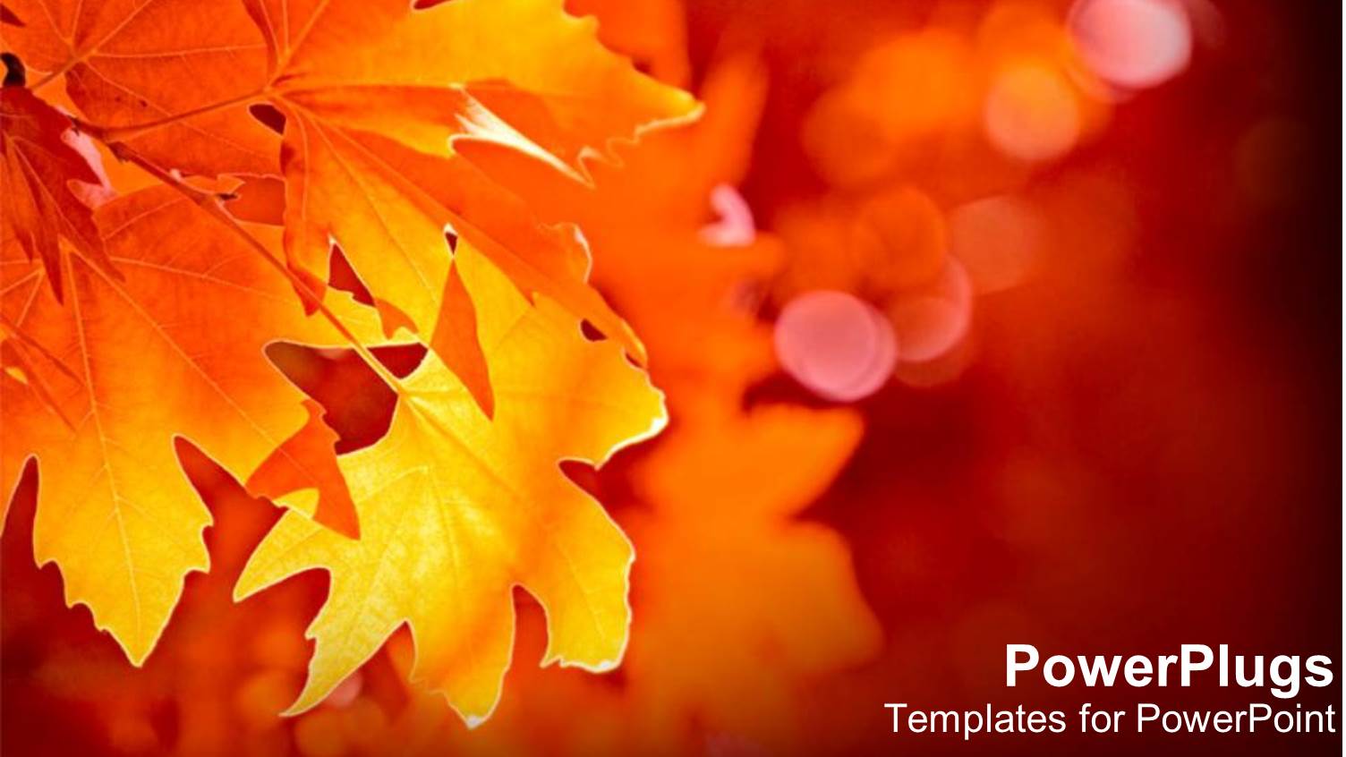 Close-up Yellow Leaf During Fall