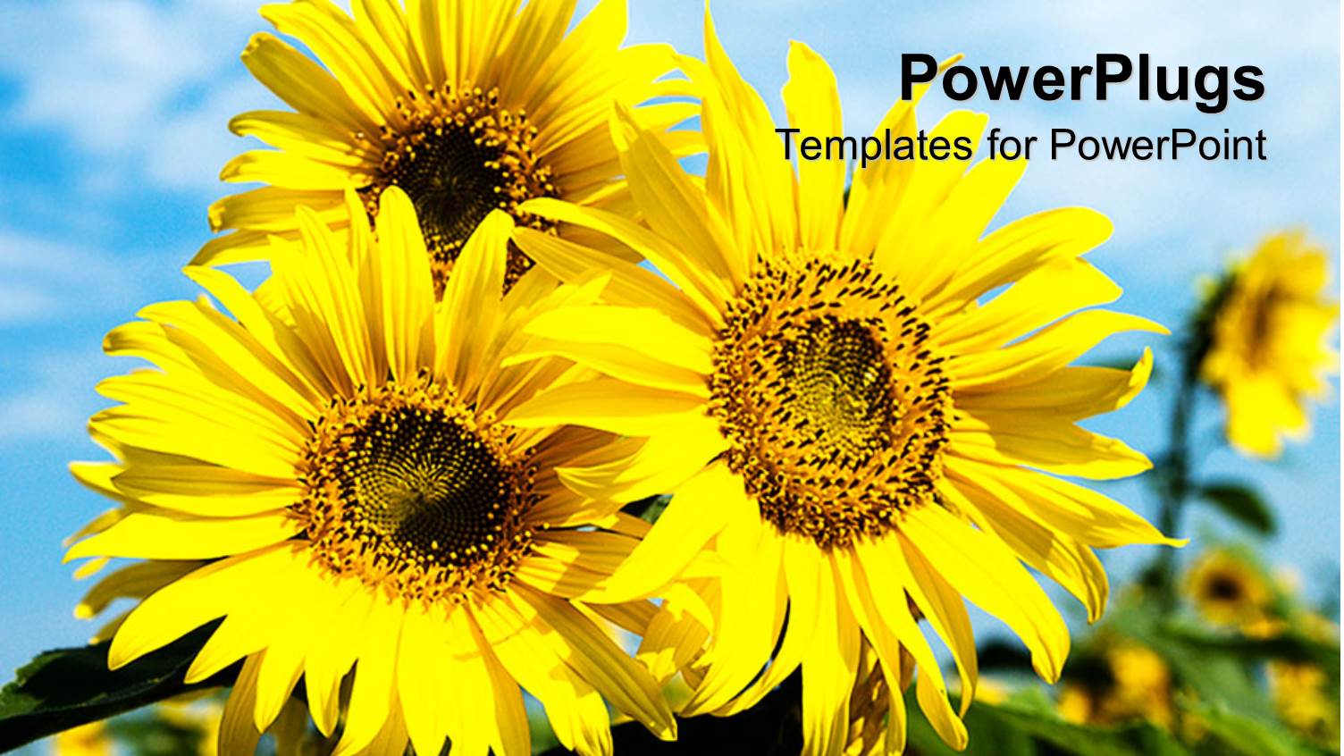 Close-up of Yellow Sunflower with Blue Cloudy Sky Behind 