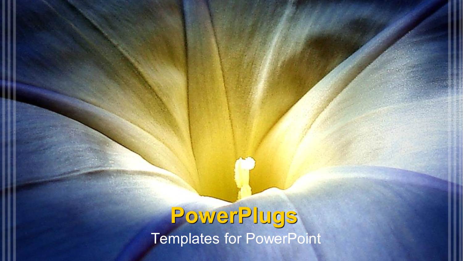 Close Up of Blue and Yellow Morning Glory Flower