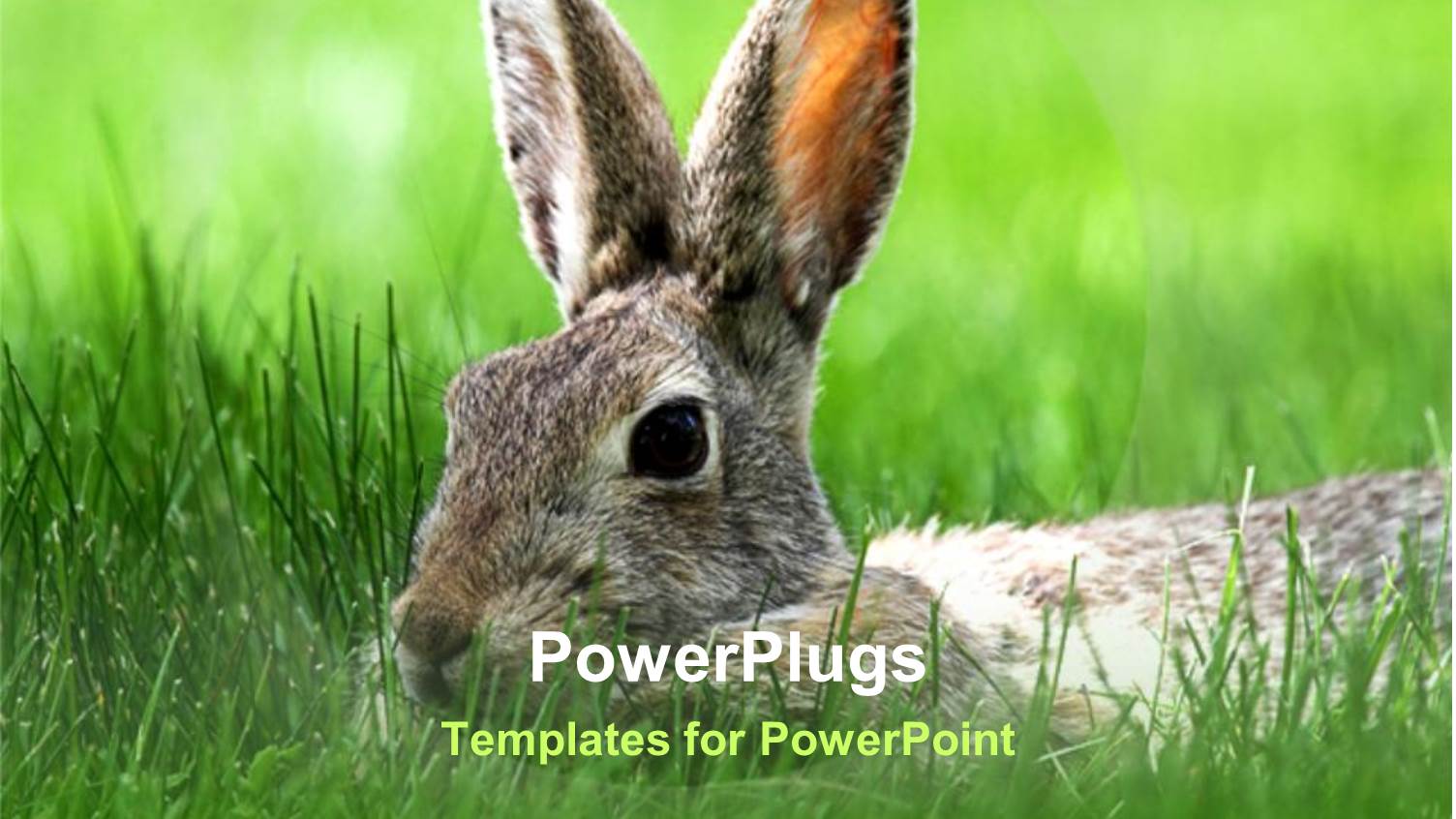 Close Up of Brown Cotton Tail Bunny in Grass